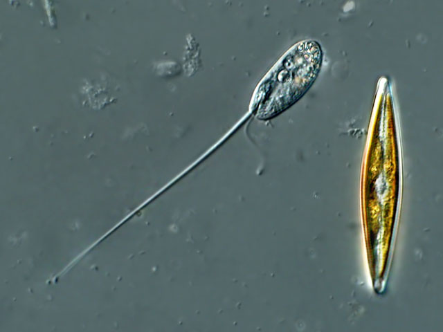 Leben in Teich SchleppgeißelFlagellat (Anisonema sp.), Spenomonadina